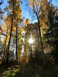 Low angle view of trees in forest during autumn