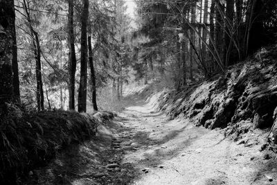 Road amidst trees in forest