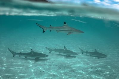 Fish swimming in sea