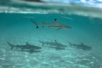 Sharks swimming in sea