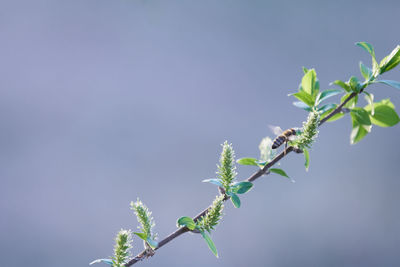 Close-up of flowering plant against clear sky