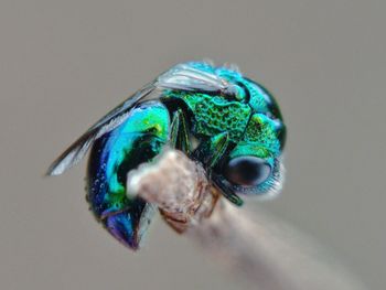 Macro shot of insect on blue background