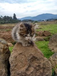 Cat looking away on rock