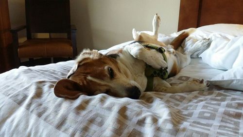 Beagle dog lying on bed at home