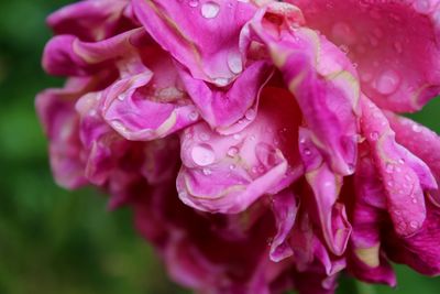 Close-up of wet pink rose flower