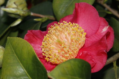 Close-up of pink rose blooming outdoors