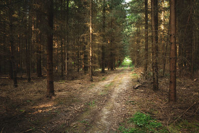 Road through a coniferous forest with broken branches, summer view