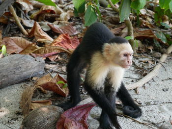 Monkey sitting on a field