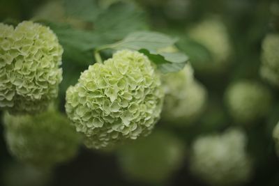 Close-up of fresh green plant