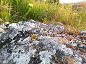 Close-up of rocks on grass