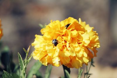 Close-up of bee pollinating on yellow flower