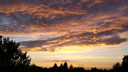 Silhouette of trees at sunset