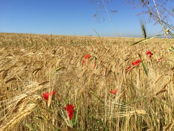 Full frame shot of red flowers in field