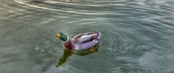 Ducks swimming in water