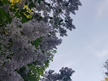 Low angle view of flowering tree against sky