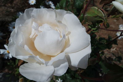 Close-up of white rose blooming outdoors