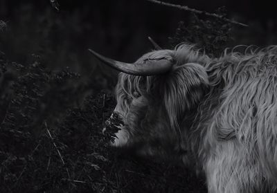 Close-up of a highland cow on field