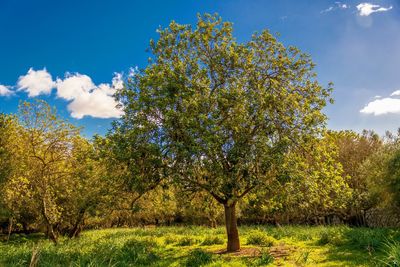 Trees on field against sky