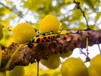 Close-up of insect on branch
