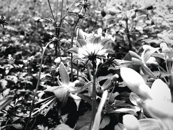 Close-up of flowers blooming outdoors