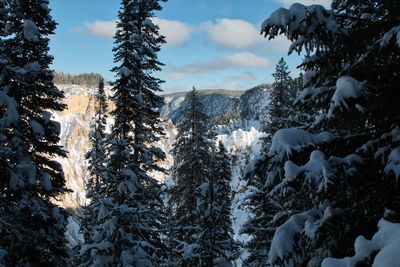 Pine trees in forest against sky during winter