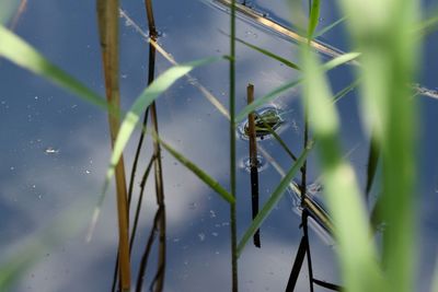 Close-up of insect on leaf against lake