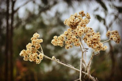 Close-up of wilted flowering plant