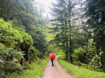 Rear view of person walking on footpath in forest