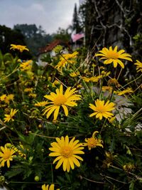 Close-up of yellow flowering plant