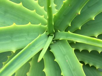 Full frame shot of succulent plant