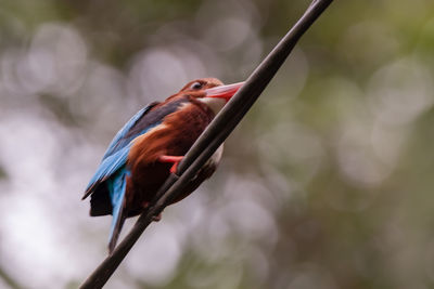 Close-up of bird perching on branch