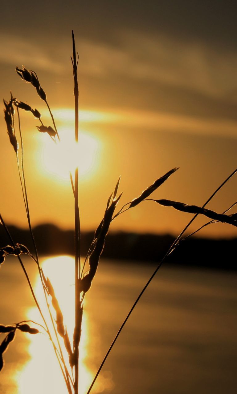 CLOSE-UP OF SILHOUETTE PLANT AGAINST SUNSET SKY