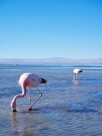 View of birds in sea against clear sky