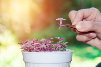 Cropped hand holding plant