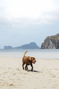 Dog running on beach