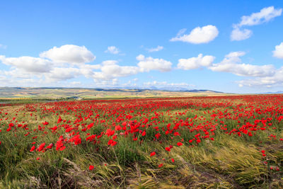 Scenic view of red flowering plants on field against sky