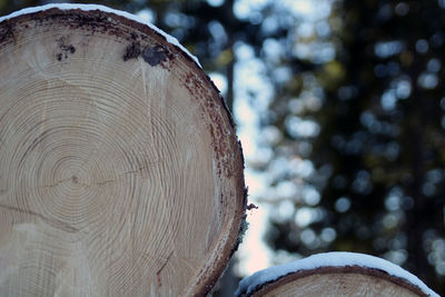 Close-up of log in forest