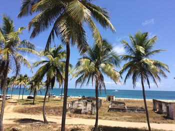 Palm trees on beach against sky