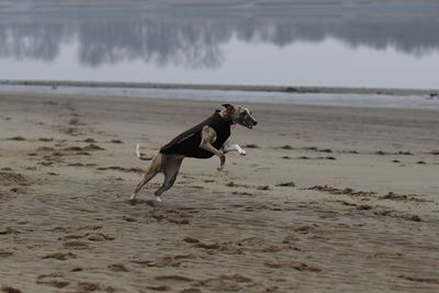 Dog on beach