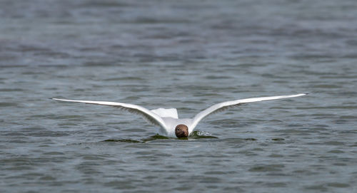 Seagull flying over a water