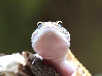 Close-up of human hand