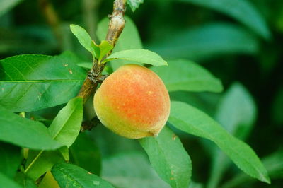 Close-up of fruits on tree