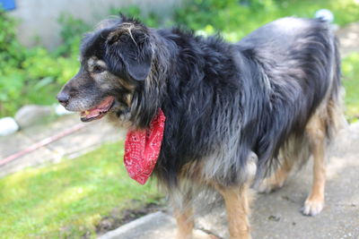 Close-up of dog looking away