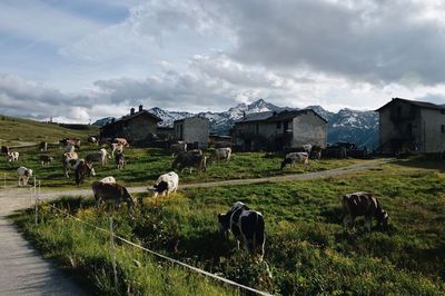 Cows grazing on grassy field against cloudy sky