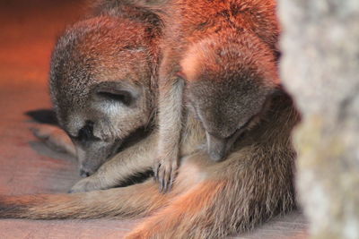 Close-up of a sleeping