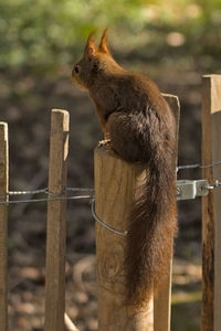 Side view of horse on wooden post