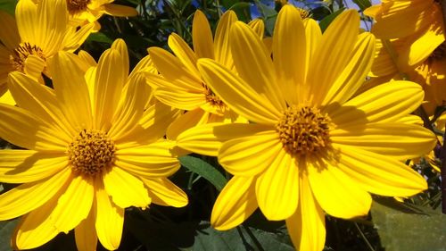 Close-up of yellow flowering plant in park