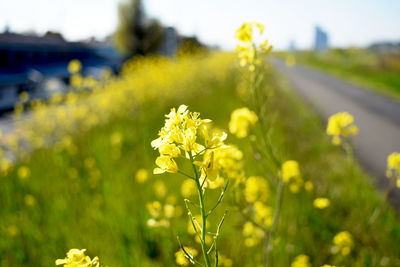 Close-up of fresh yellow flower buds on field