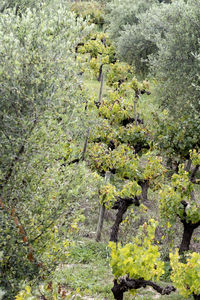 Plants growing on land