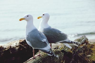 Close-up of seagull perching on shore